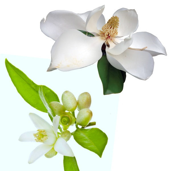 MAGNOLIA and NEROLI Body Powder, 8 oz - Talc and Cornstarch Free - Dusting Powder