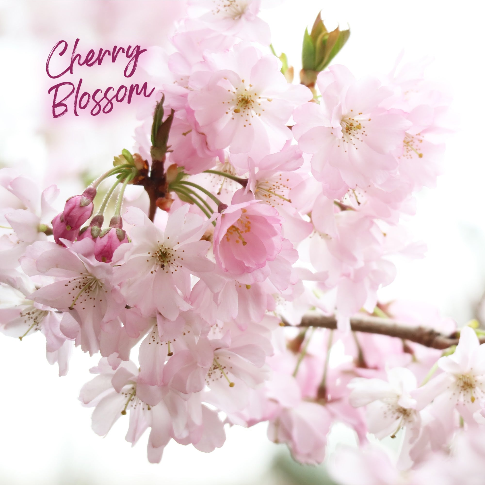 CHERRY BLOSSOM, Deodorant Body Powder refill